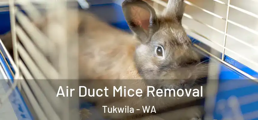 Air Duct Mice Removal Tukwila - WA